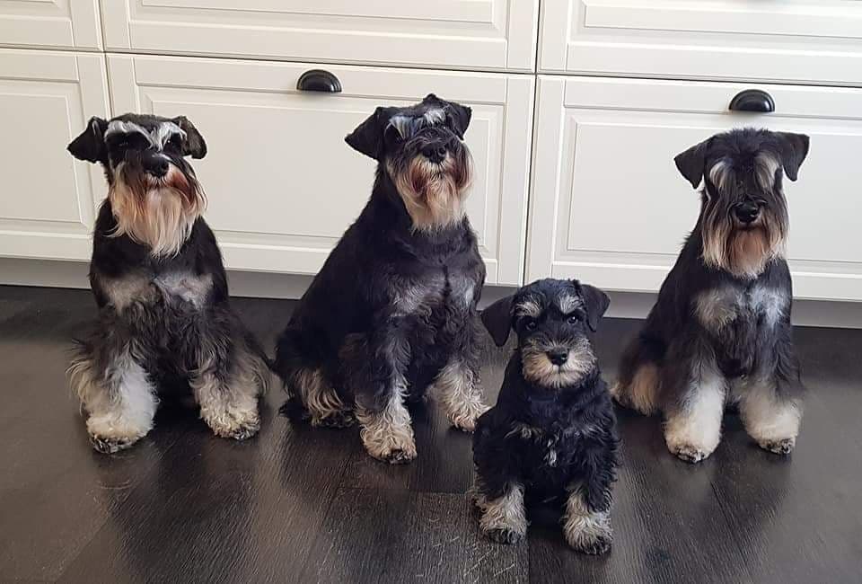 gruppbildkök