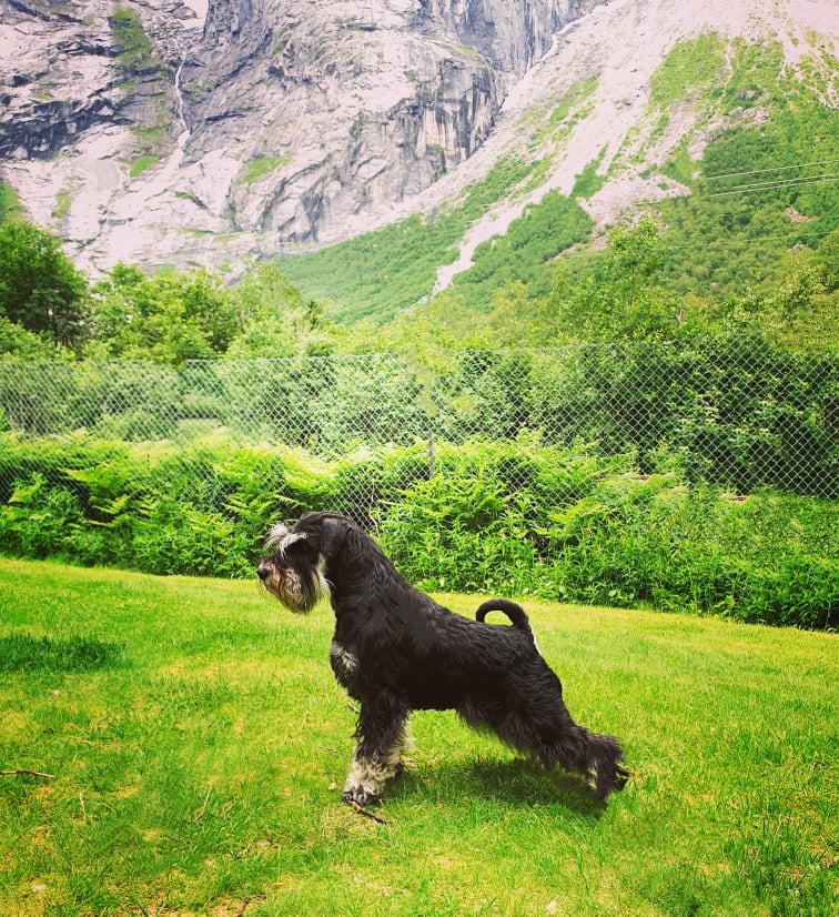 molle fjällen